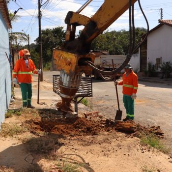 Para garantir segurança de pedestres, Prefeitura de Goiânia planeja substituição de raízes de 300 jamelões por espécies nativas do Cerrado 